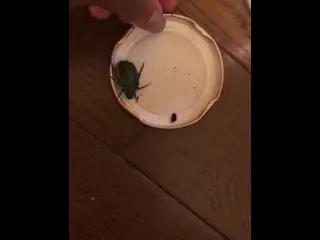 Beetle Play Message for Full Video