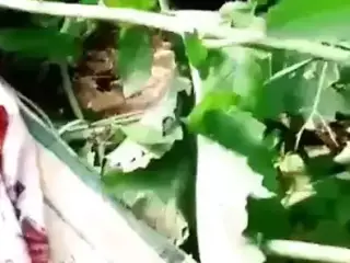 Indian Shop Maid Cheating Sex with Owner at Outdoor Farm